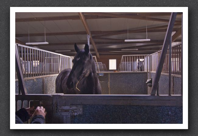 reitsport_MAR0035_1