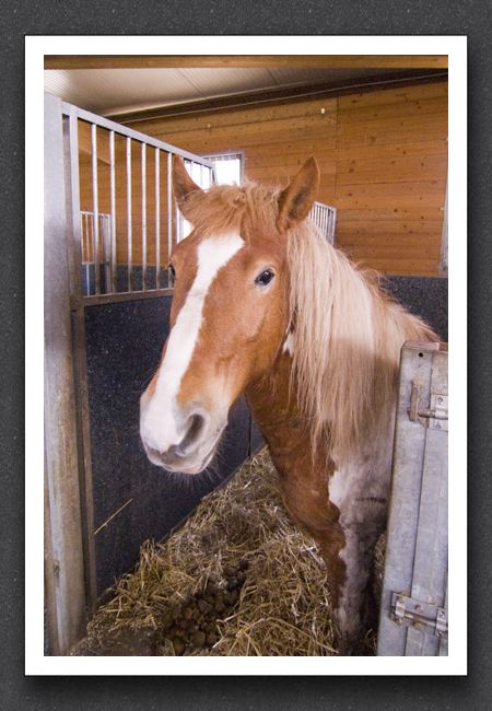 reitsport_MAR0013