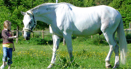 Weißes Pferd